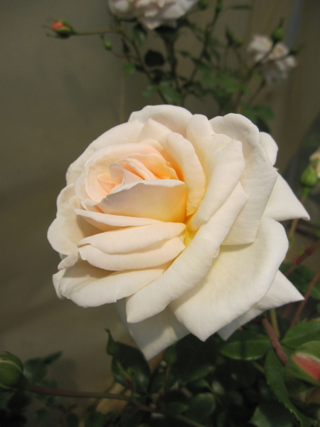 Edelrose Spectacular Palace